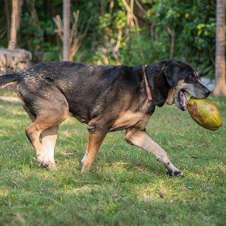 Saffronstays Chikoo Wadi- 3Bdr Pet-Friendly Villa With Pool In Boisar Ngoại thất bức ảnh
